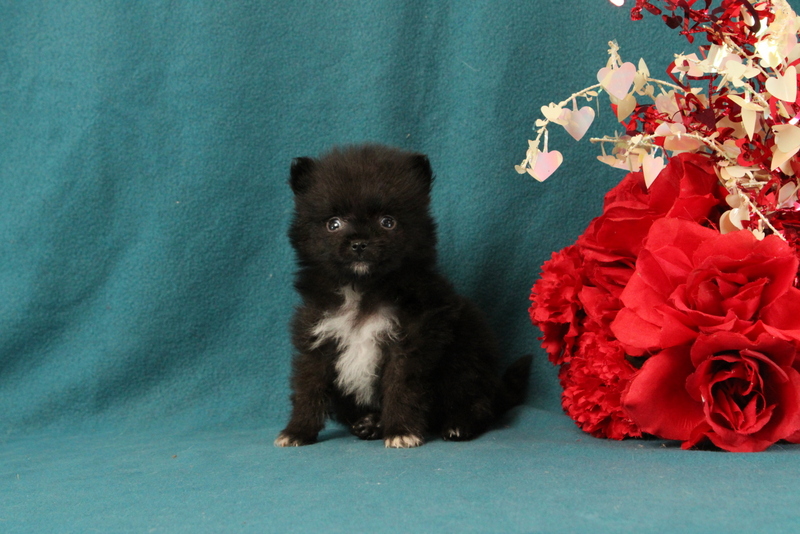 puppy, for, sale, Pomeranian, Matthew B. Stoltzfus, dog, breeder, Gap, PA, dog-breeder, puppy-for-sale, forsale, nearby, find, puppyfind, locator, puppylocator, aca